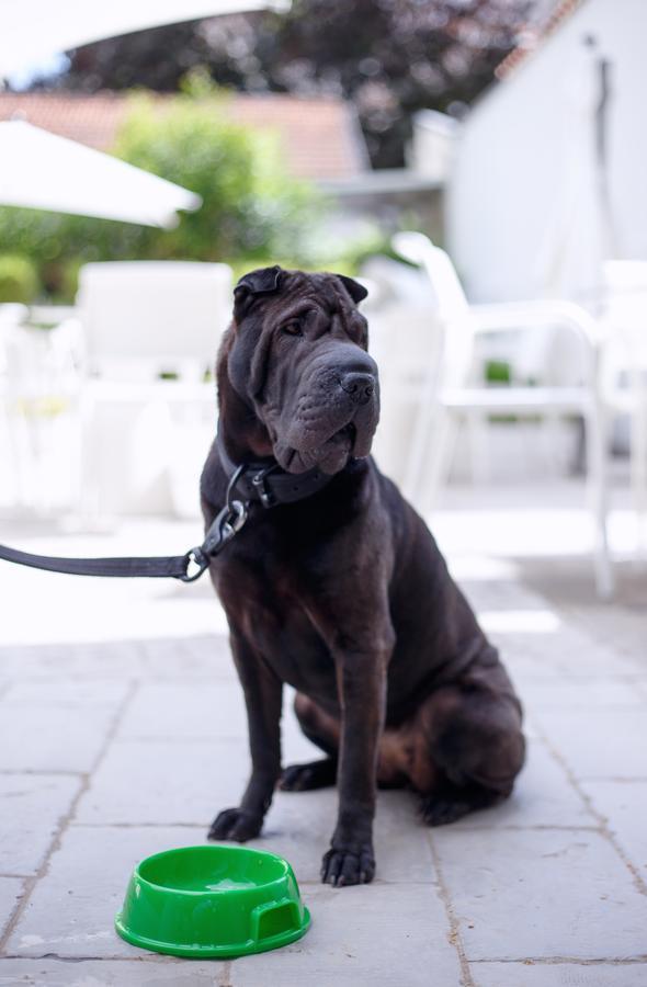 The One Hotel - Designed For Adults - Pet Lovers Riccione Extérieur photo